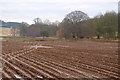 Aftermath of Potato harvesting at west side of Parkford / Bogindollo road