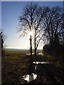 Silhouetted trees, Ewelme