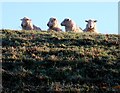 Four Sheep at Dogbury Gate