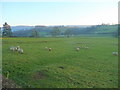 SO2092 : Sheep pasture by Jonathan Billinger