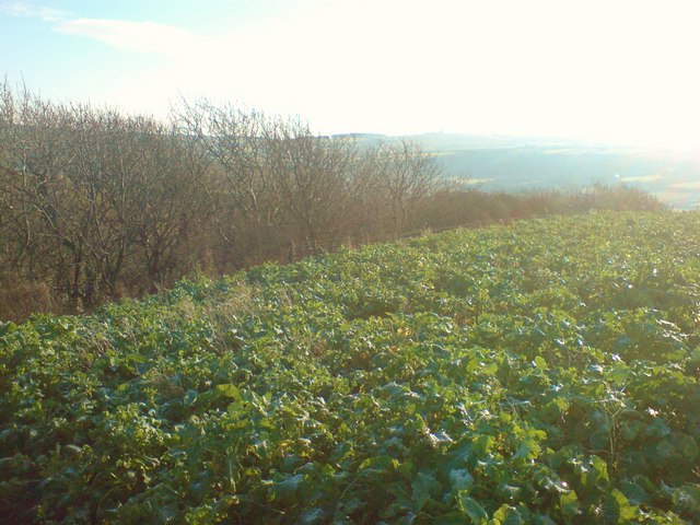 Cabbage fields