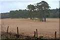 Two round areas of trees near Burnside Estate, Forfar