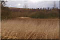 Marshland to the west of Reswallie