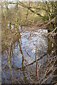 Reflections in the creek