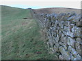 NU0920 : Drystone wall near Harehope by ian shiell