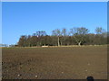 NU1401 : Southern edge of plantation near Oak Dene Grange by ian shiell