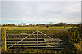 Field with Horses