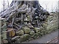 Roots and wall, Seton Park