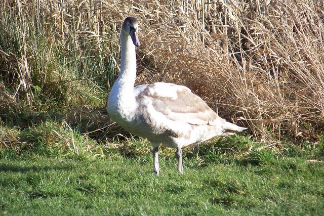 Wildlife at Marlacoo Lake 4 © HENRY CLARK :: Geograph Britain and Ireland