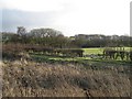 Pasture by Cuilhill Road