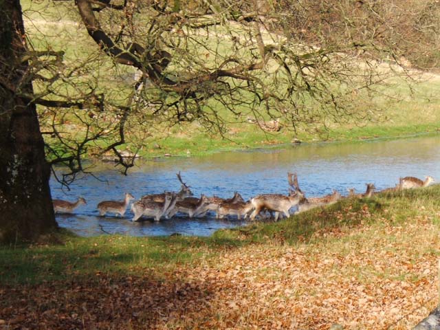 Deer crossing the River Bela