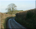 2009 : Lane to Truckle Hill