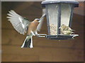 Chaffinch coming in to land