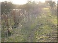 Attenborough Nature Reserve Path by the railway