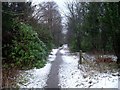 Woodland path to Finlay Rise