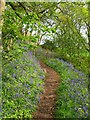 Bluebell Wood