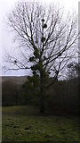 SU8729 : Mistletoe on tree near Newlands Cottage by Shazz