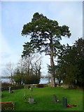 SO1326 : Pine tree in St. Gastyn's churchyard by Jonathan Billinger