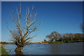 Dead tree beside the River Avon