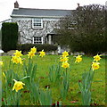 Daffodils and cottage at No Man