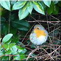 Robin in a bush