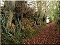 Quantock Greenway