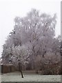 Frozen Tree 3