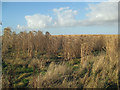 Miscanthus Biofuel Crop near Alkborough