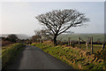 Tree by the road