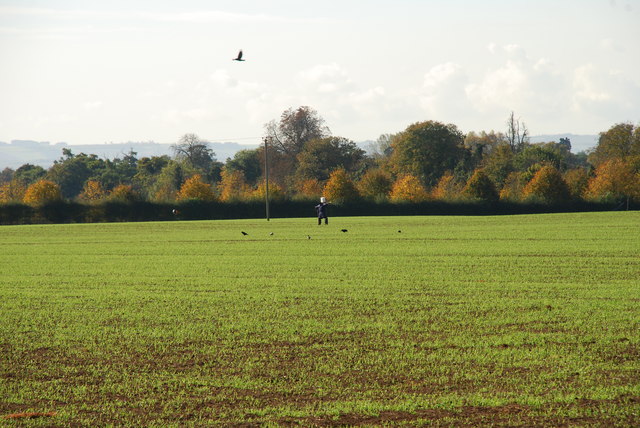 Scarecrow and crows near Sheepstead