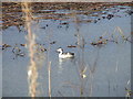 Great Crested Grebe on the River Leven South bank swamp