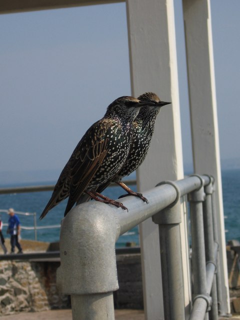 Two starlings on rail of shelter, St Ives