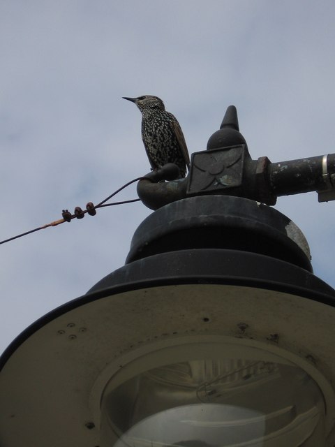 St Ives streetlamp with starling