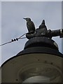 St Ives streetlamp with starling