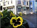 In bloom, Omagh