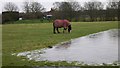 Grazing horse at Turtles Farm