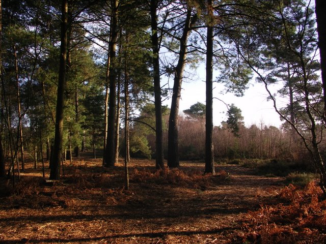 Wooded area of Ferndown Common