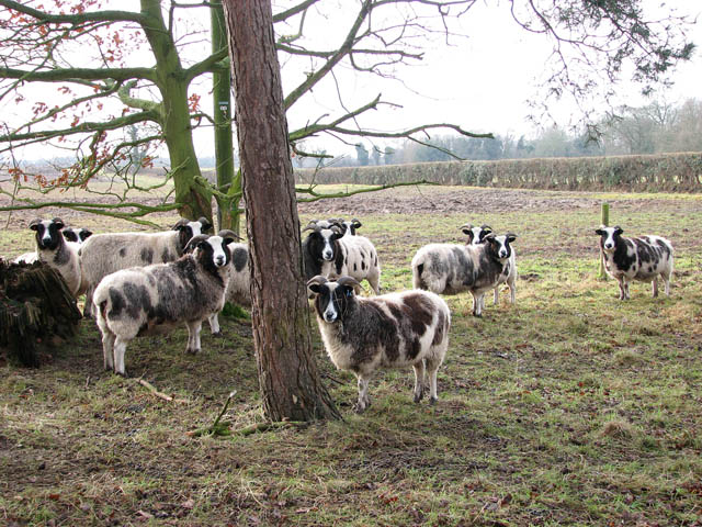 Jacob sheep at Moor Hall Farm