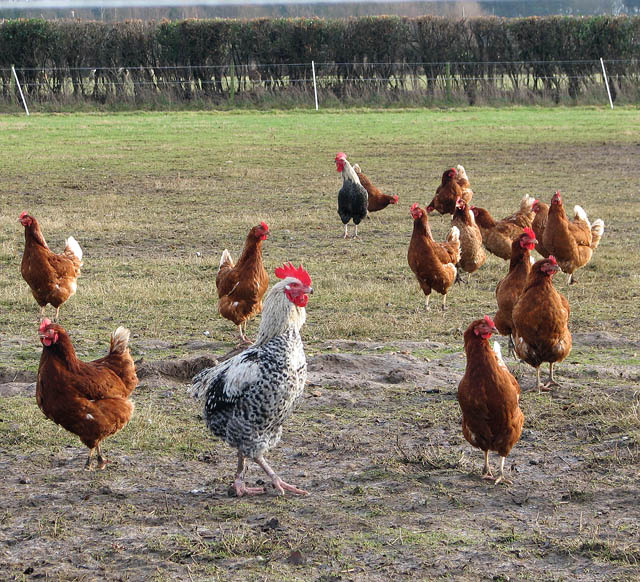 Free range chickens in pasture
