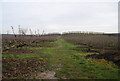 TR1057 : Orchard, Denstead Farm (2) by N Chadwick
