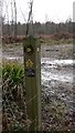 TQ0132 : Signpost for Sussex Border Path by Shazz