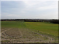 Fields near Folkington