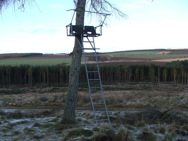 Observation Platform in Waulkmill Wood