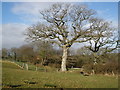 Oak tree in winter sunshine