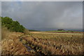 Drainage ditch at forest edge