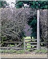 Footpath through the hedge, Trescott, Staffordshire