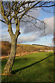 A tree by the Ettrick Water