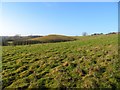 SO6369 : Fields near to Newnham Bridge by Andrew Tatlow