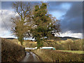 Country Lane near Cynghordy Viaduct