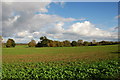 View towards Great Park Farm from Rowleigh Lane